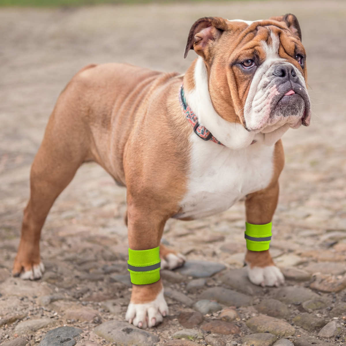 Dog Safety Reflective Wrist Bands